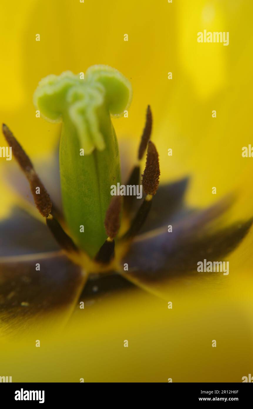 Tulip Flower in Macro Shot. Stock Photo