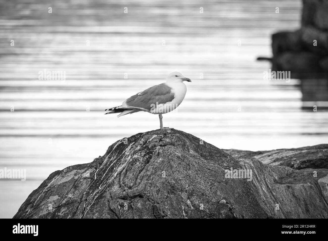 seagull standing on a rock by the fjord in Norway. Seabird in Scandinavia. Landscape photo Stock Photo