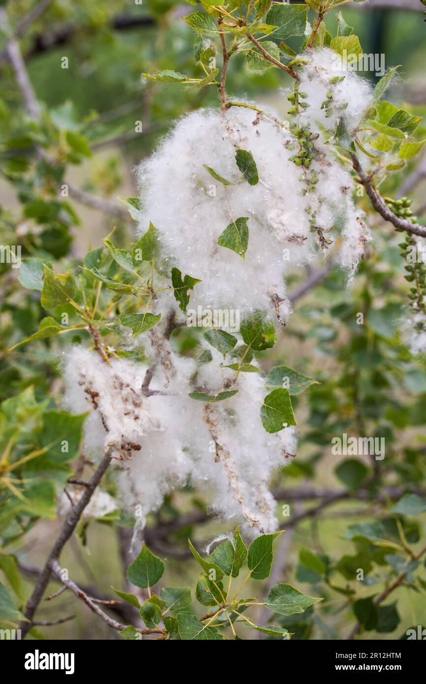 Black poplar seeds Stock Photo Alamy