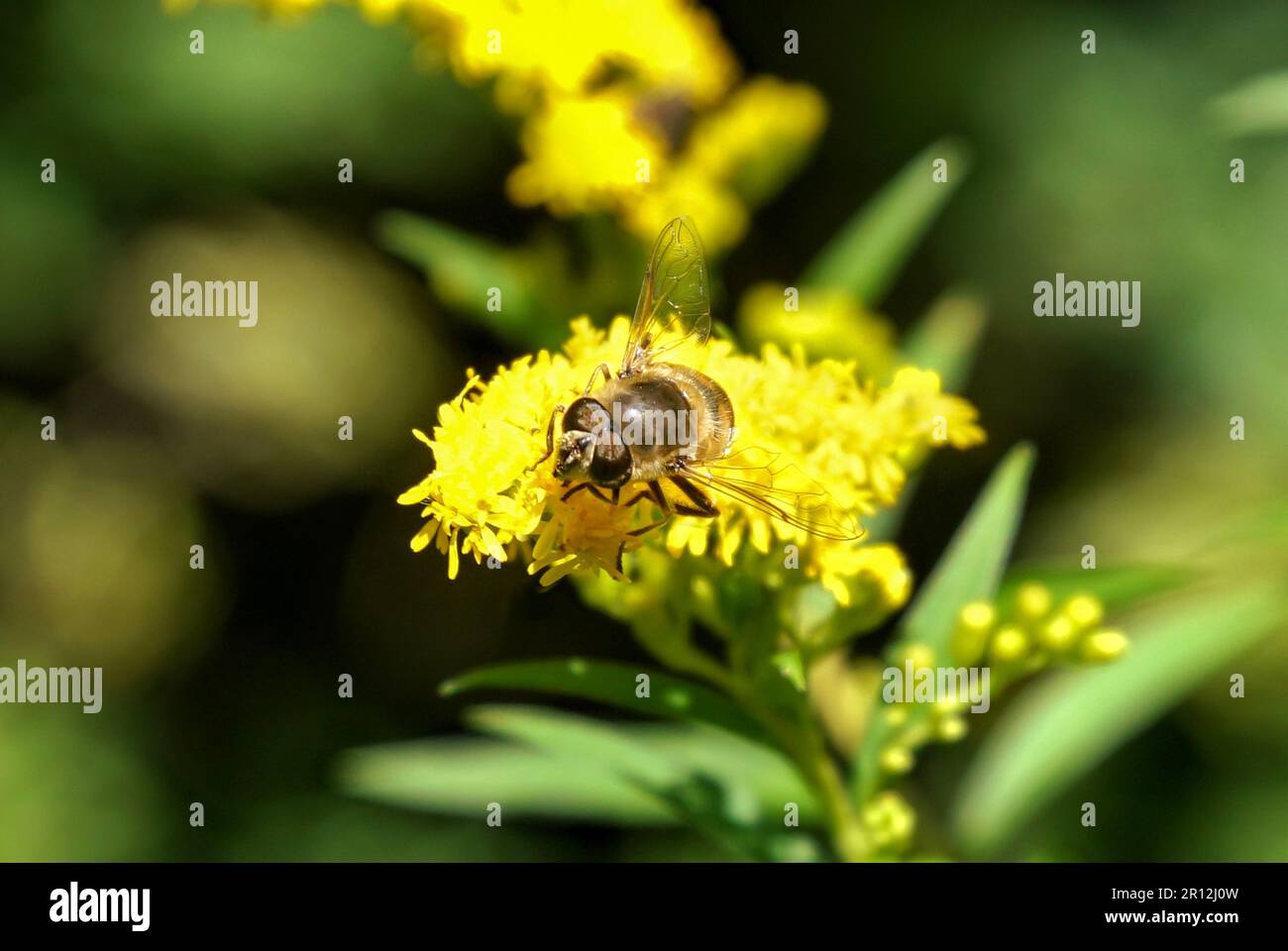Schwebfliege auf gelber Blüte Stock Photo