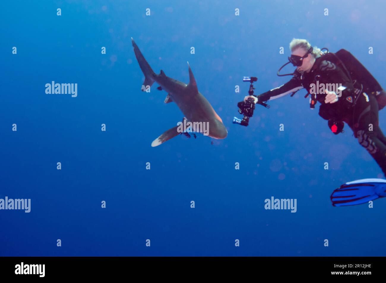 Oceanic whitetip shark Stock Photo - Alamy