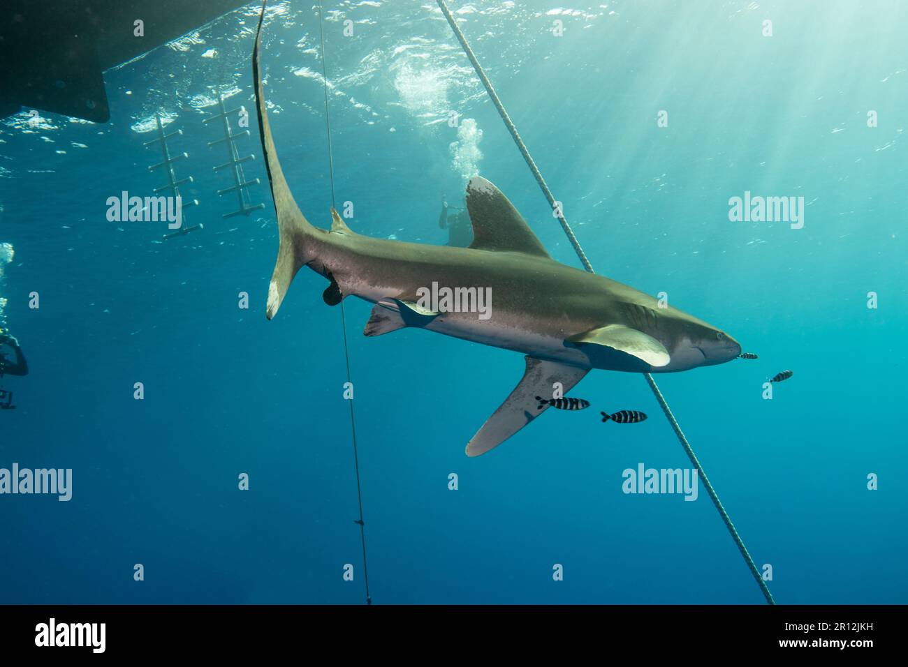 Oceanic whitetip shark Stock Photo - Alamy