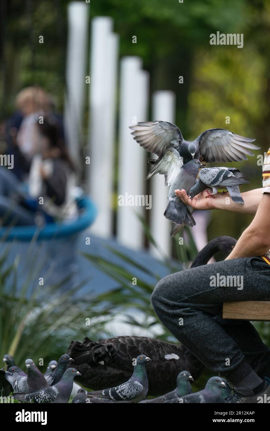 Man feeding the pigeons. Out-of-focus people in the park. Western Springs Park. Auckland. Vertical format. Stock Photo