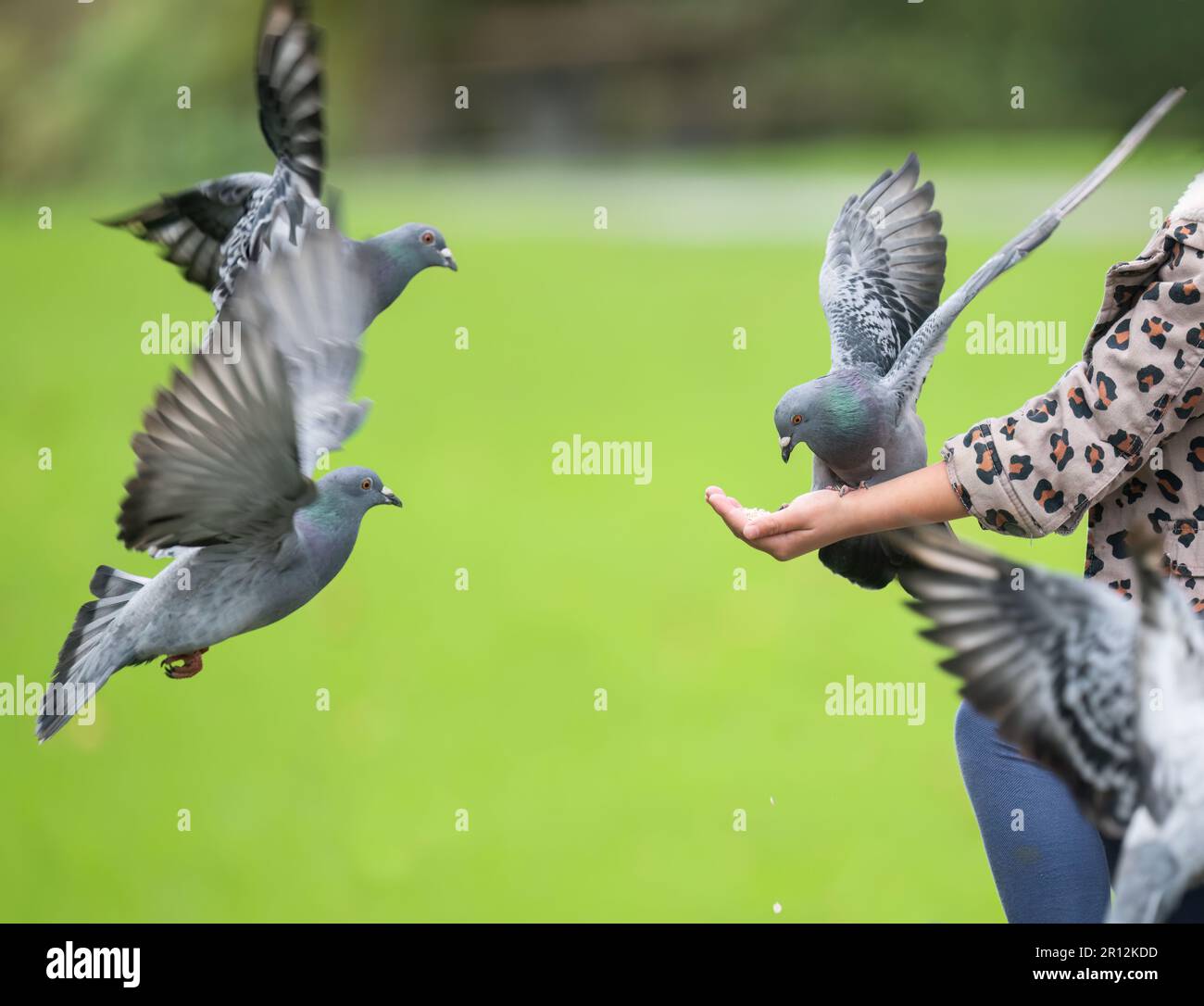 Girl feeding the pigeons. Pigeons flying to fetch the feed. Western Springs park. Auckland. Stock Photo