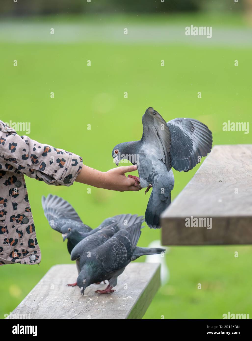 Girl feeding the pigeons in a park. Western Springs Park. Auckland. Vertical format. Stock Photo