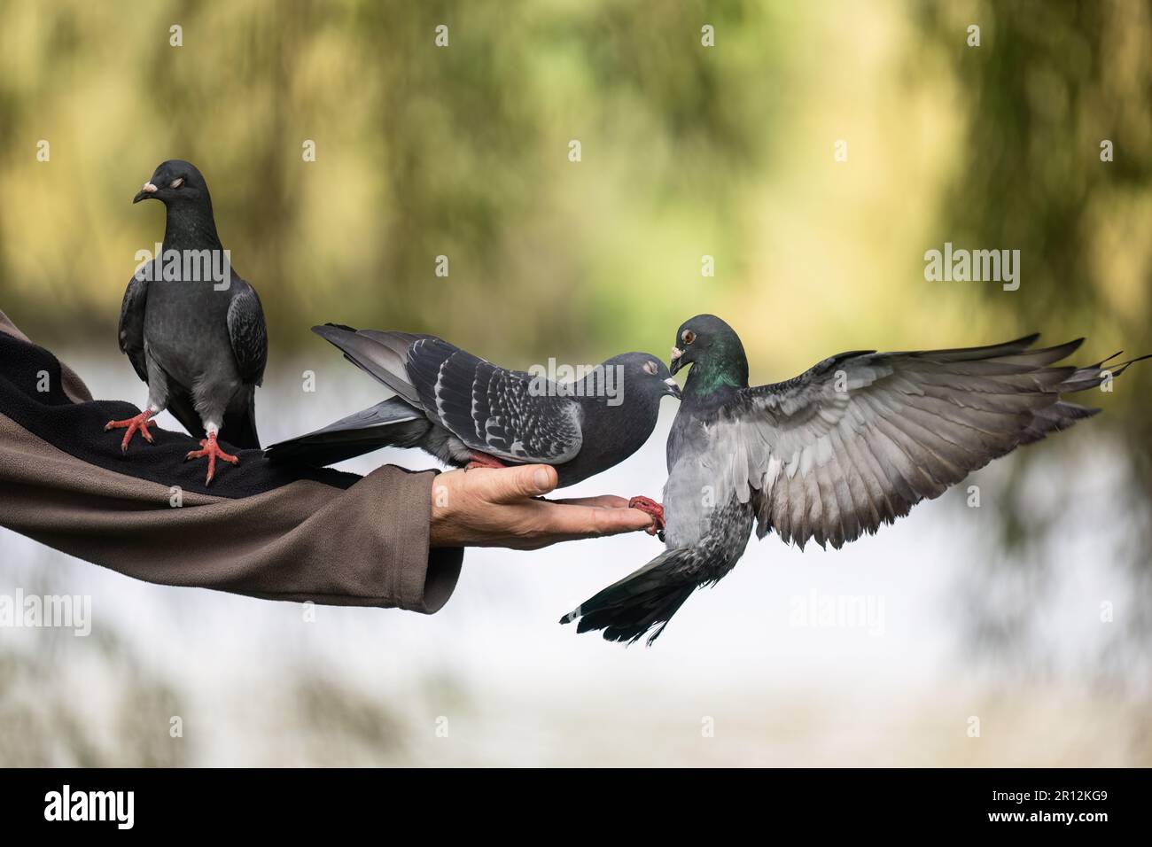 Pigeons fighting over food on tourist’s hand. Western Springs Park. Auckland. Stock Photo