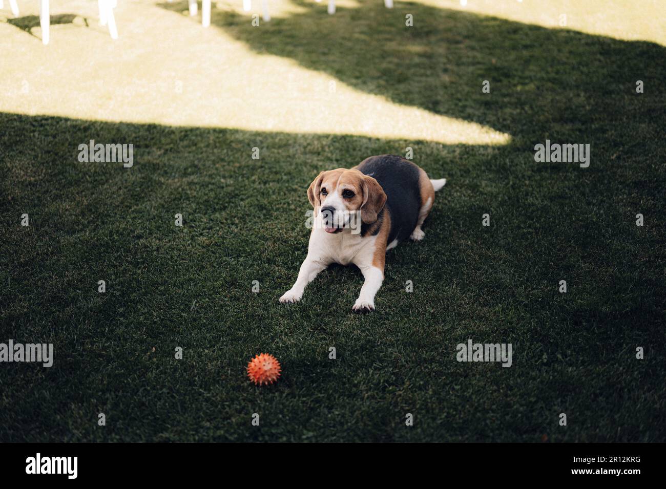 A cute dog playing with a ball in a lush grassy outdoor area Stock ...