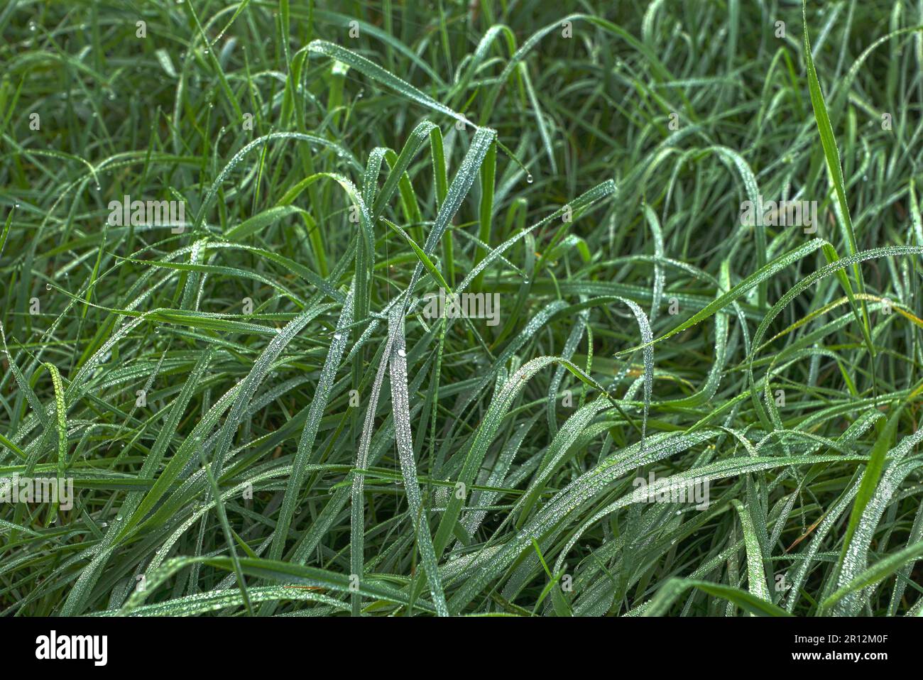 Nasses Gras Stock Photo