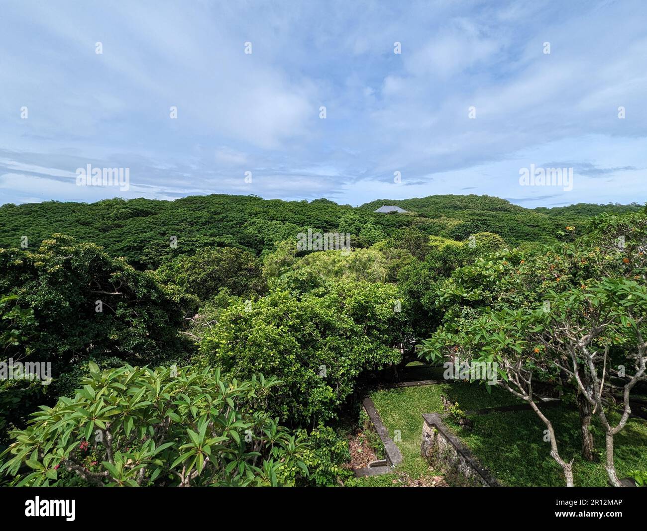 The dense green trees under a cloudy sky Stock Photo - Alamy