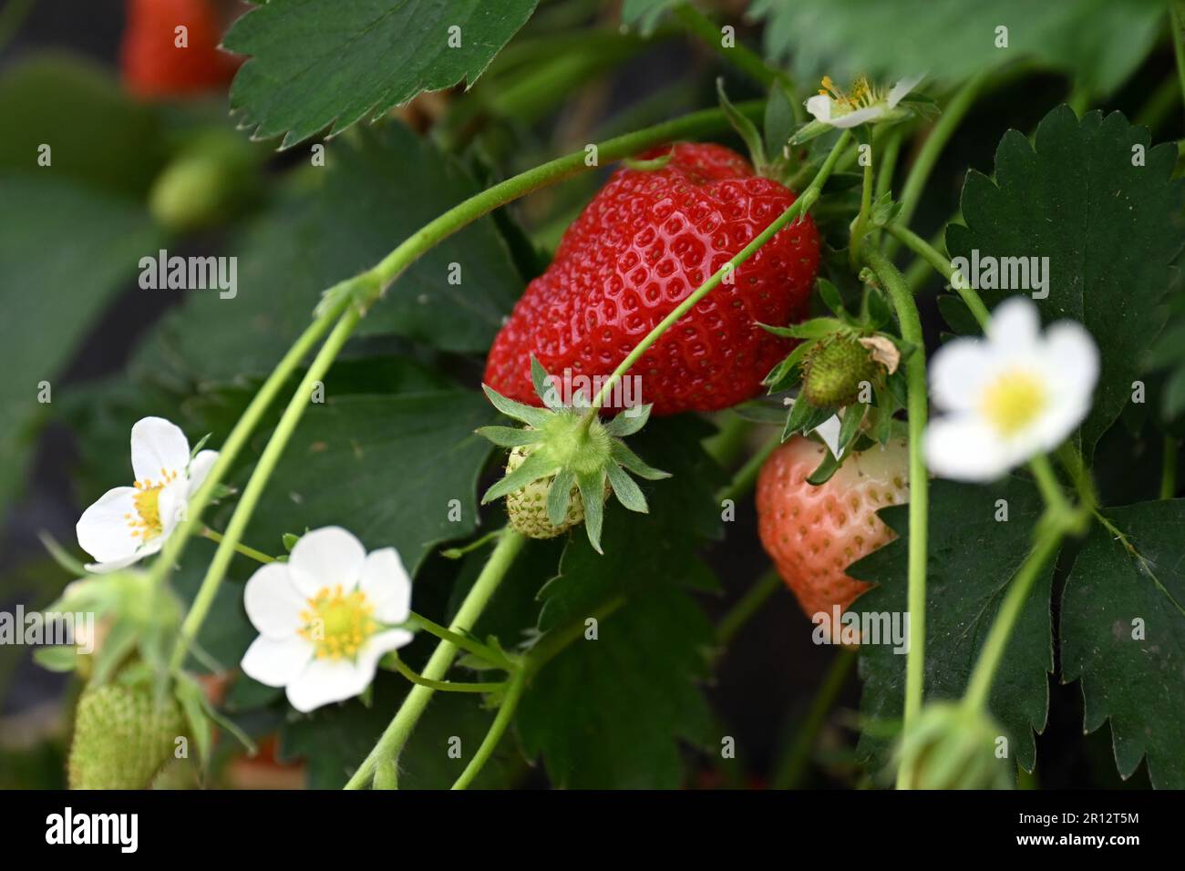 Bottrop, Germany. 11th May, 2023. Ripe strawberries hang on the