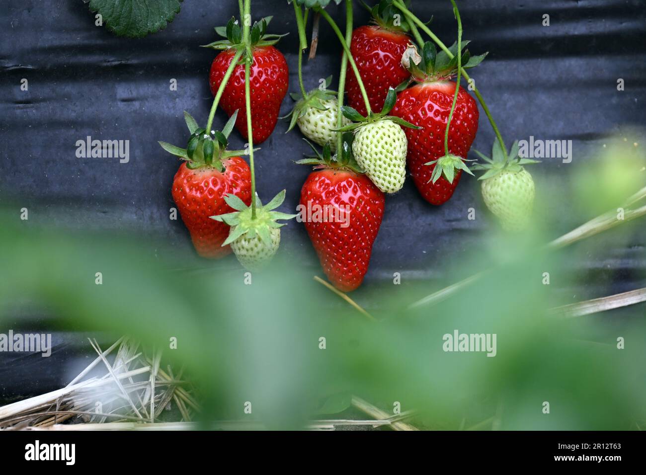 Bottrop, Germany. 11th May, 2023. Ripe strawberries hang on the