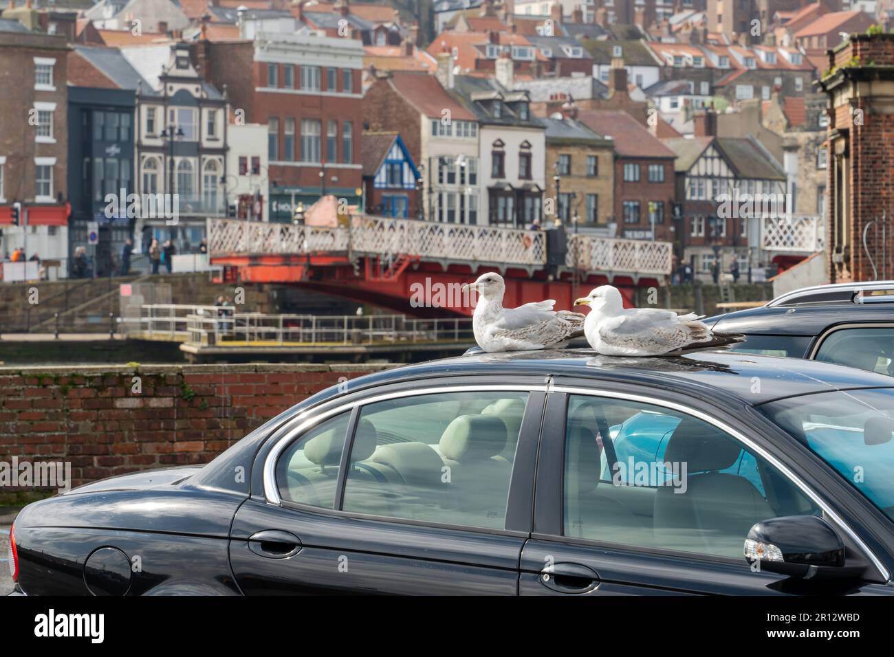 A pair of young seagulls sit on the warm roof of a car near the harbour in the town of Whitby, North Yorkshire, UK. Stock Photo