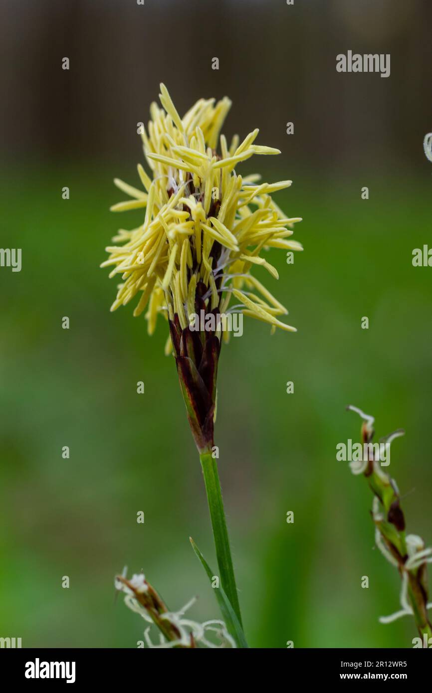 Sedge hairy blossoming in the nature in the spring.Carex pilosa. Cyperaceae Family. Stock Photo