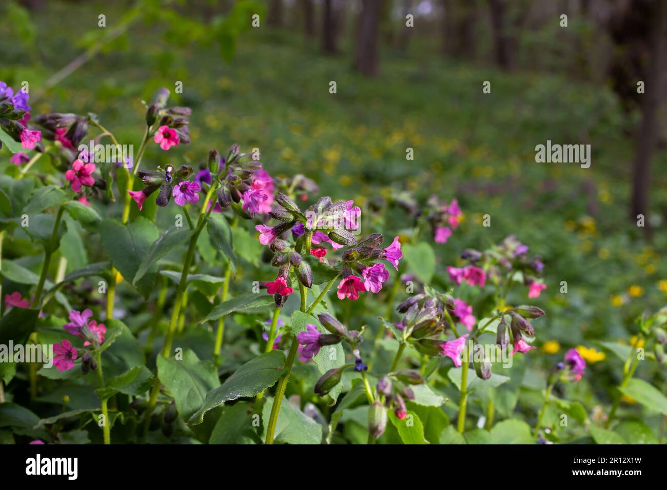 Blossom of bright Pulmonaria in spring. Lungwort. Flowers of different shades of violet in one inflorescence. Honey plant. The first spring flower. Pu Stock Photo