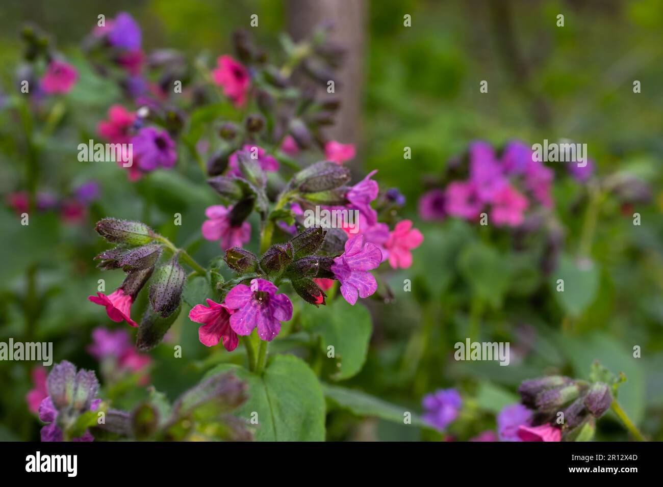 Blossom of bright Pulmonaria in spring. Lungwort. Flowers of different shades of violet in one inflorescence. Honey plant. The first spring flower. Pu Stock Photo