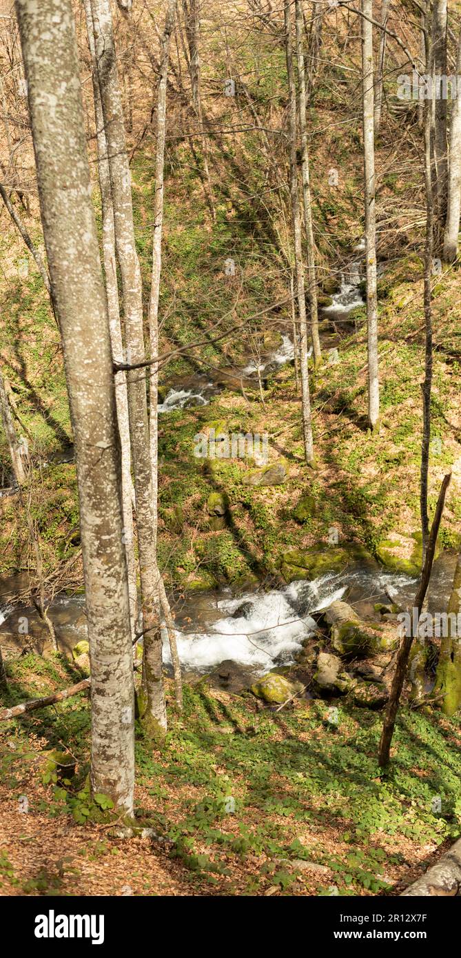 Clean mountain river that flows through beech forest in south of Serbia ...