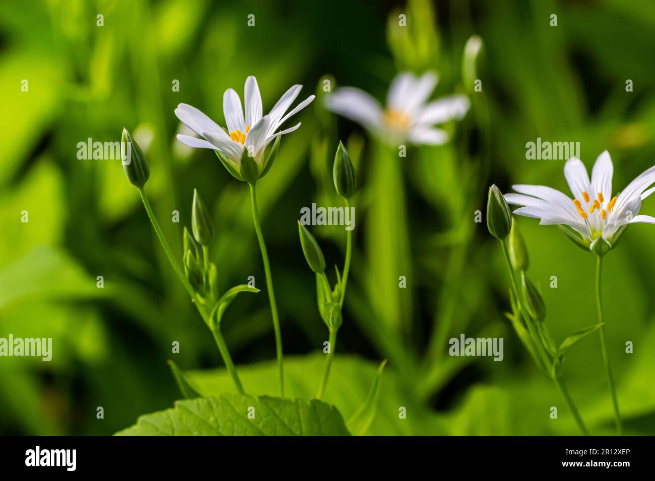 Stellaria holostea. delicate forest flowers of the chickweed, Stellaria holostea or Echte Sternmiere. floral background. white flowers on a natural gr Stock Photo