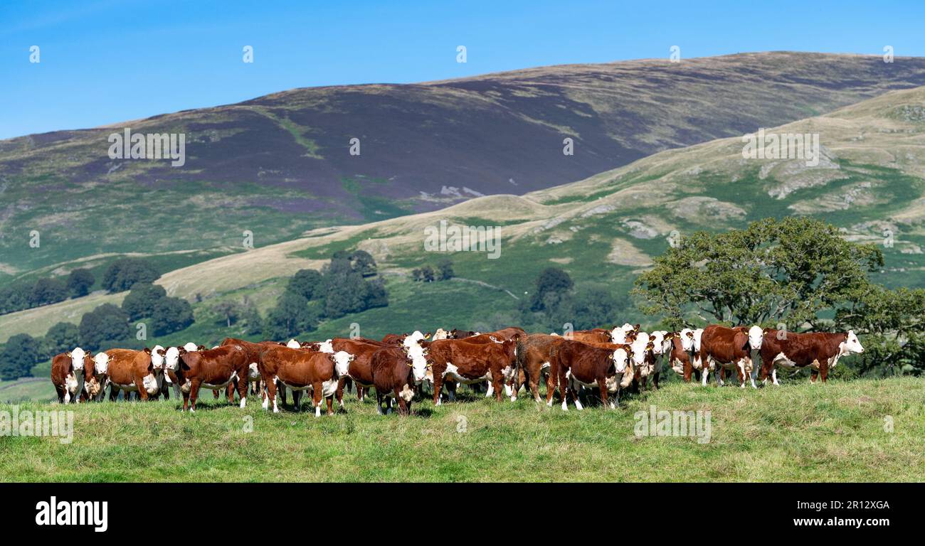 Herd of pedigree Hereford cattle on upland pasture land, Cumbria, UK. Stock Photo