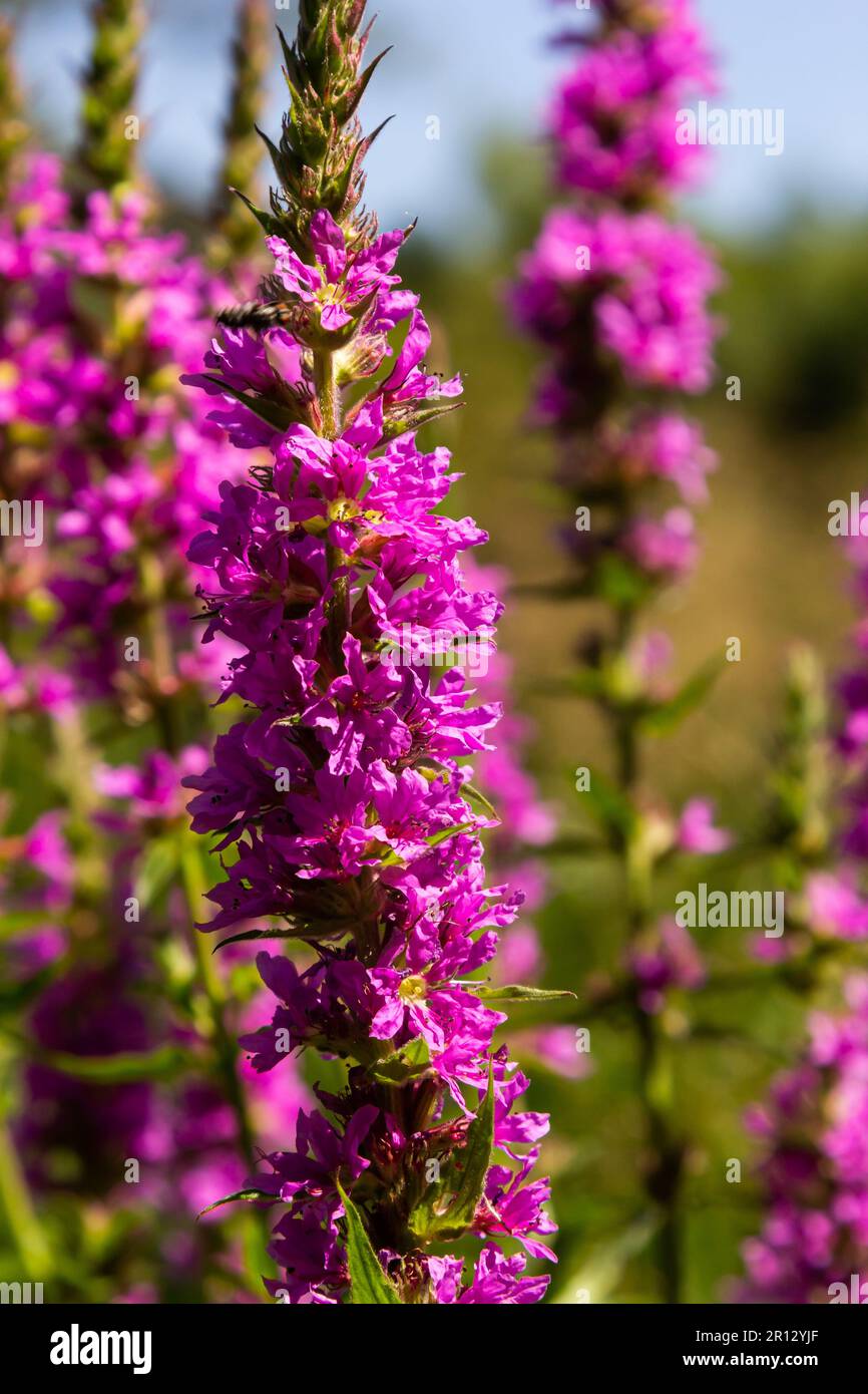 Pink flowers of blooming Purple Loosestrife Lythrum salicaria on the shoreline. Stock Photo