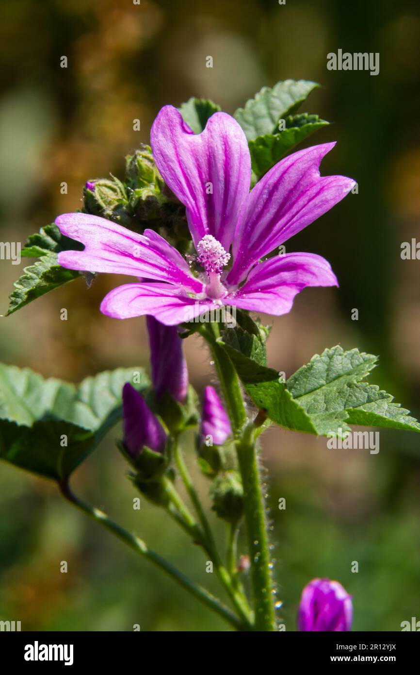 Flower of garden tree-mallow with droplets of dew on the petals Lavatera thuringiaca. Stock Photo