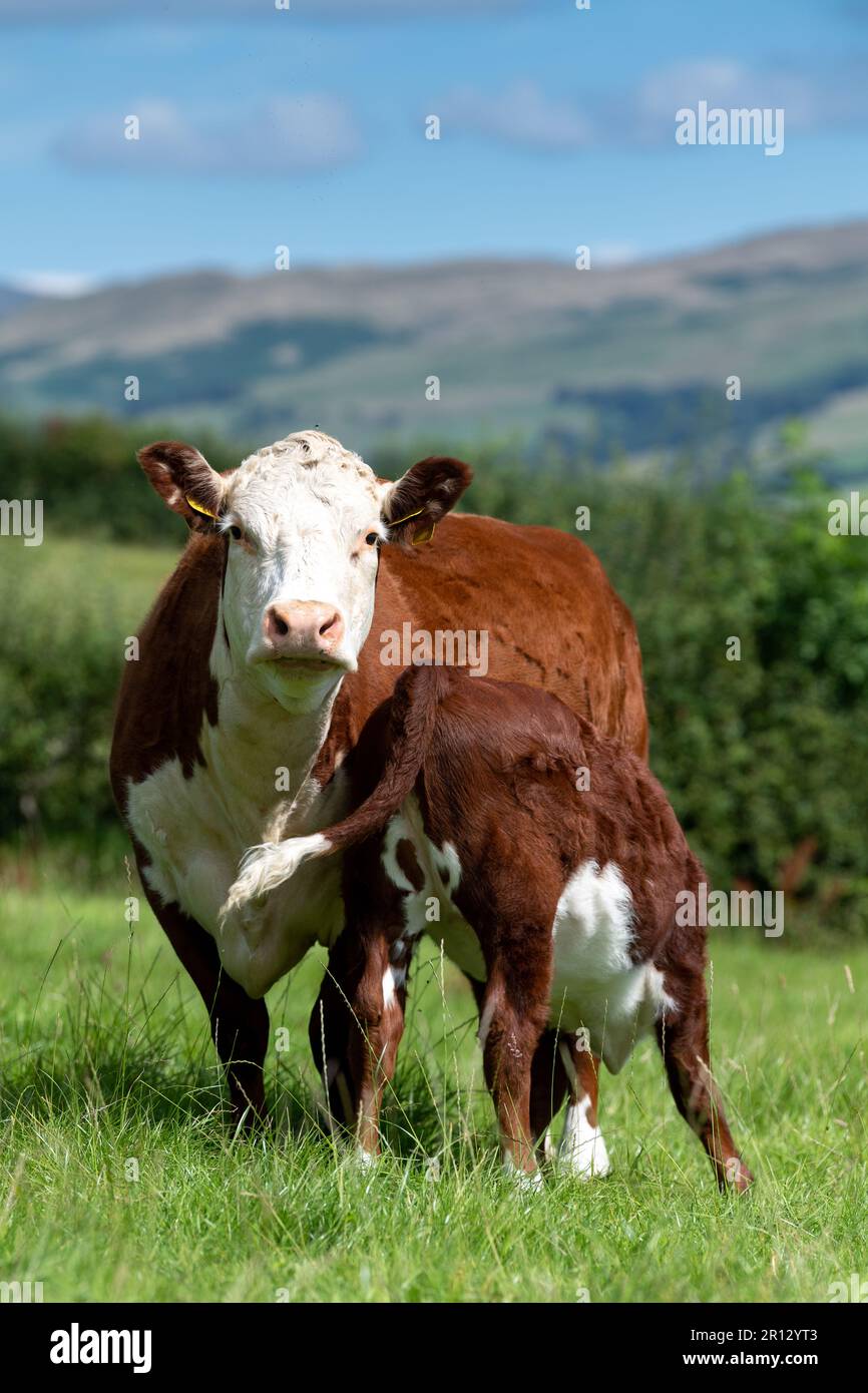 Lacticating Lactate lactating lactation hi-res stock photography and images - Alamy