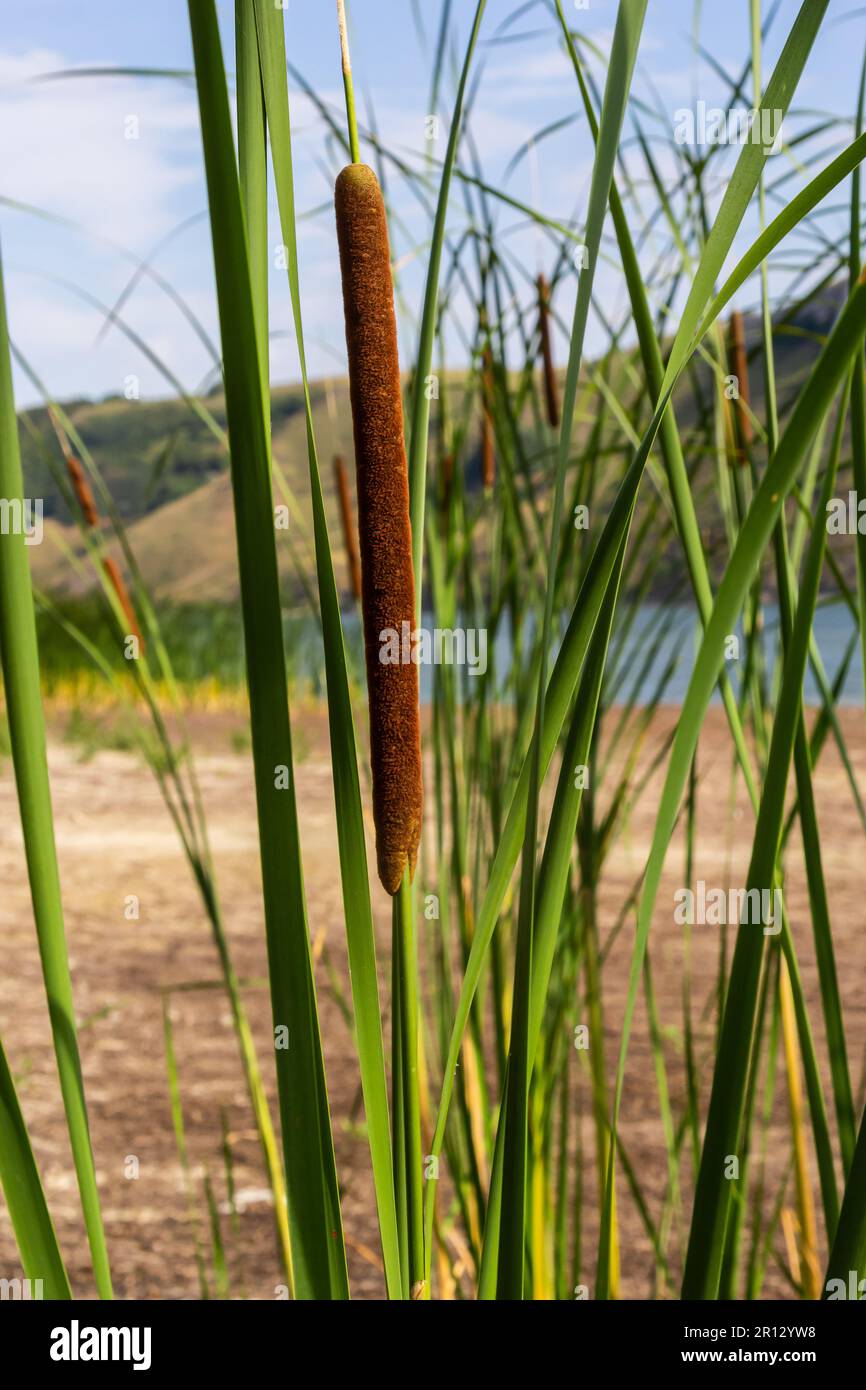 Reed mace plant also known as cat tail, bulrush, swamp sausage, punks