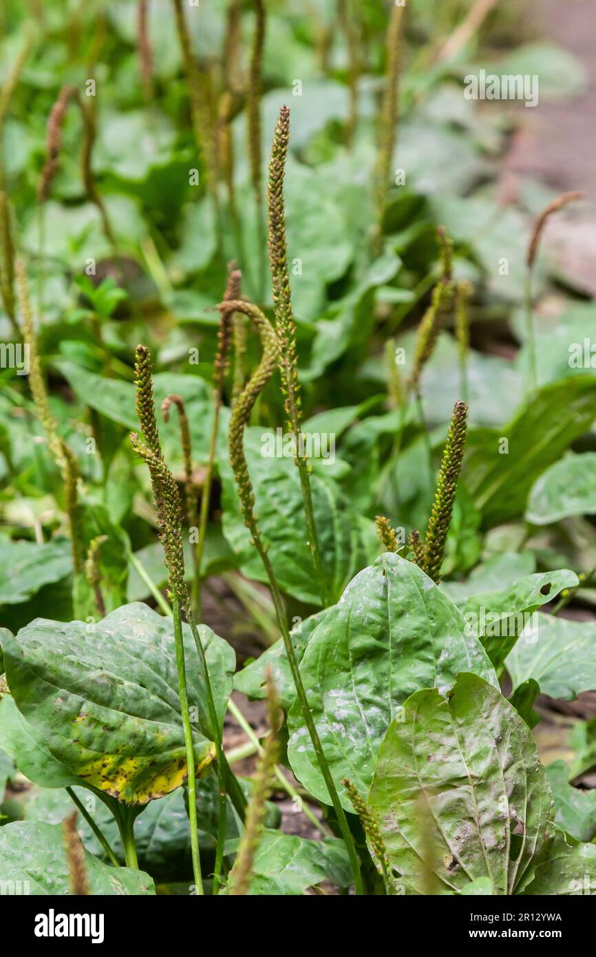 Plantago major Plantago, Plantain, fleaworts There are 3-5 parallel veins that diverge in wider leaf. The inflorescences on long stalks with short spi Stock Photo