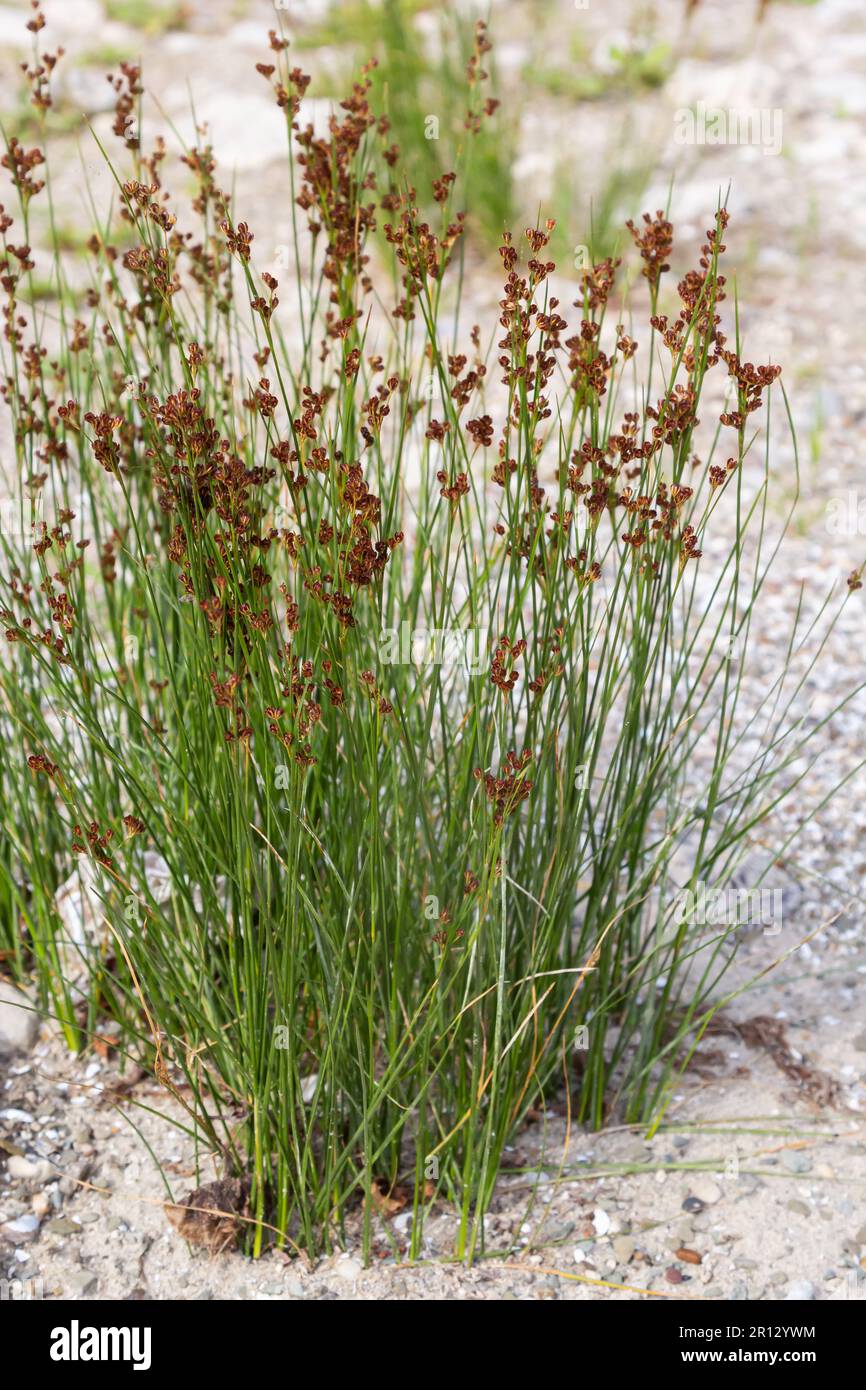 Common Soft Rush Juncus effusus is a perennial herbaceous flowering plant species in the family Juncaceae. Stock Photo