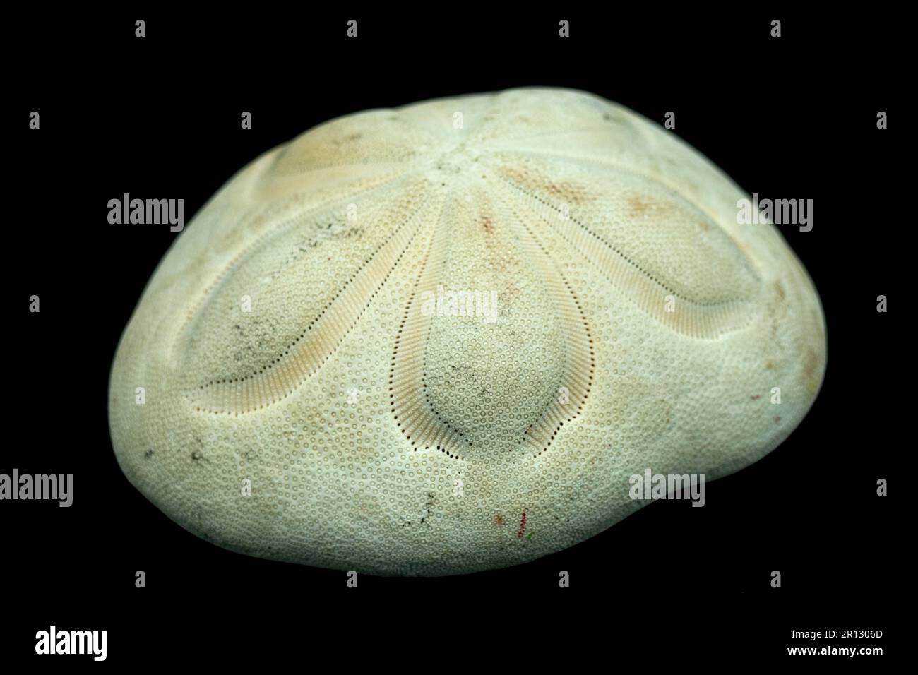 Sea Biscuit, also known as sea cookie, sand dollar, and sea urchin,  isolated on black background, high contrast Stock Photo