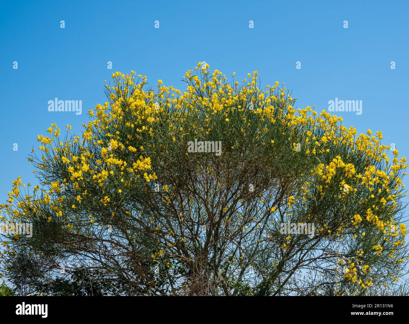 yellow flowering wild gorse bush on blue sky - Cytisus scoparius Stock Photo