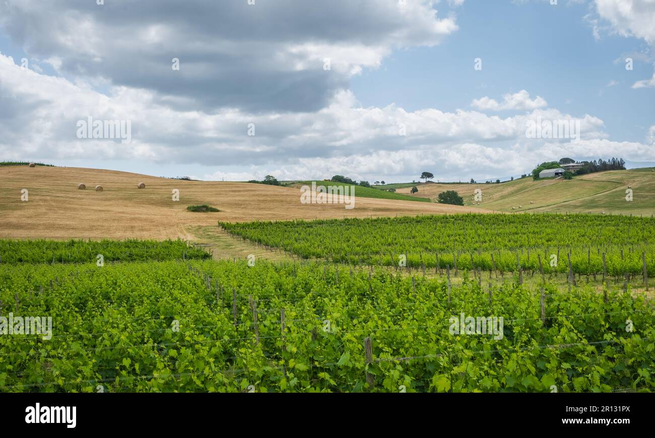Landscape of Tuscany, hills,meadows and vineyards, central Italy ...