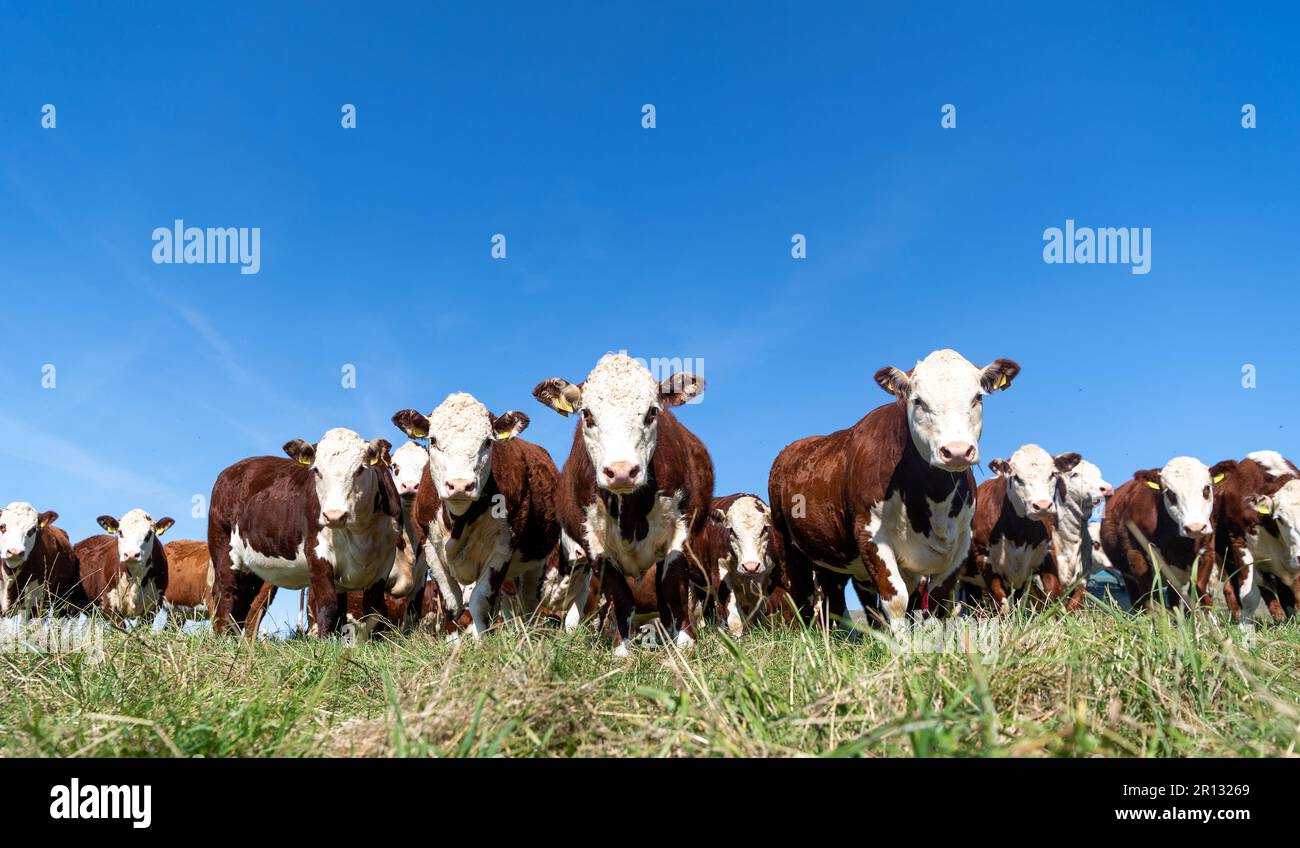 Herd of pedigree Hereford cattle on upland pasture land, Cumbria, UK. Stock Photo