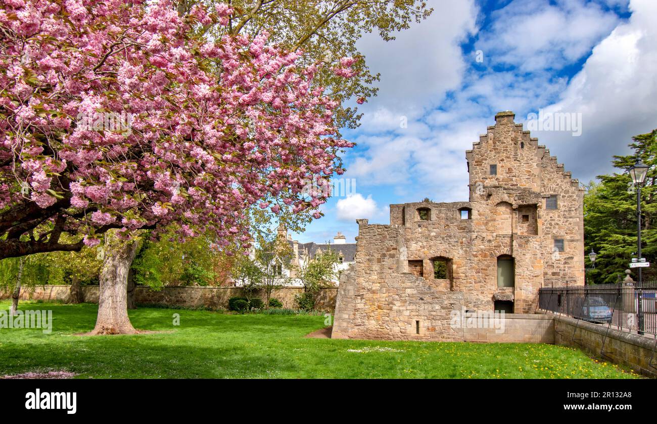 Elgin Town Moray Scotland Cooper Park profuse pink blossom of a cherry tree Prunus in Springtime and the Bishops House Stock Photo