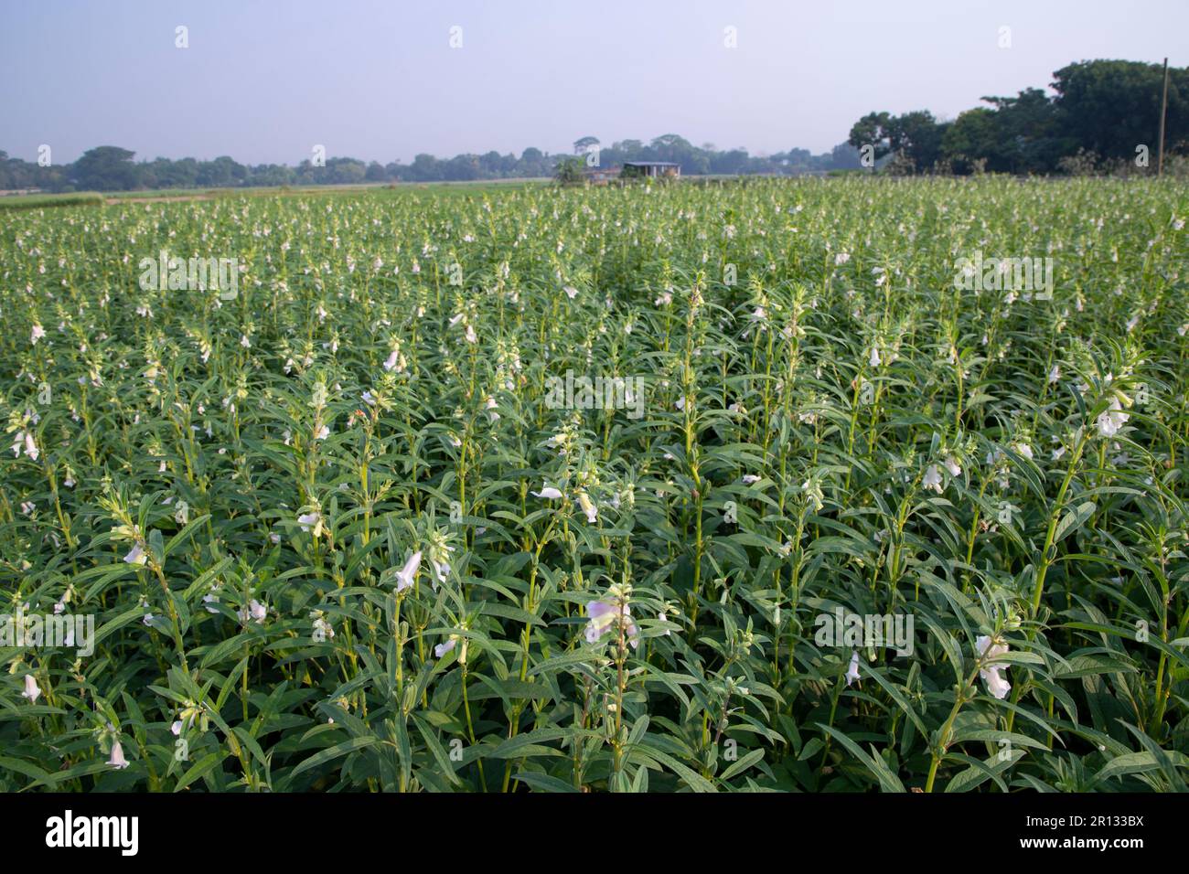 Beautiful Landscape view of Green sesame plant in a field Stock Photo