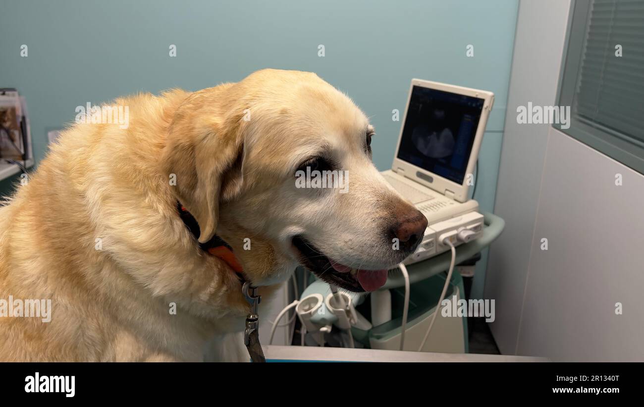 Labrador dog in veterinary clinic Stock Photo