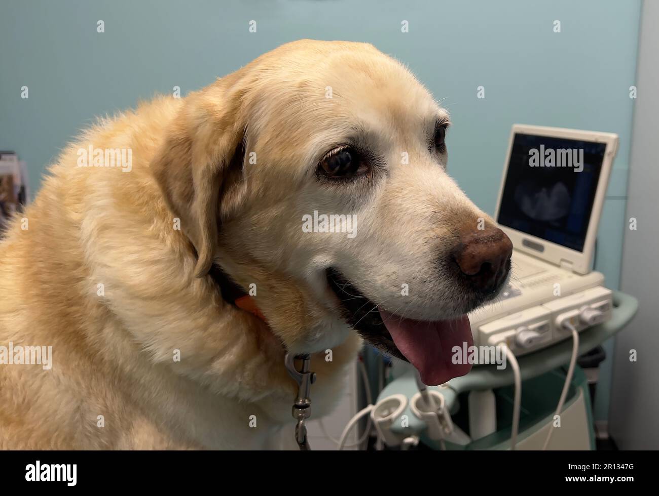 Labrador dog in veterinary clinic Stock Photo