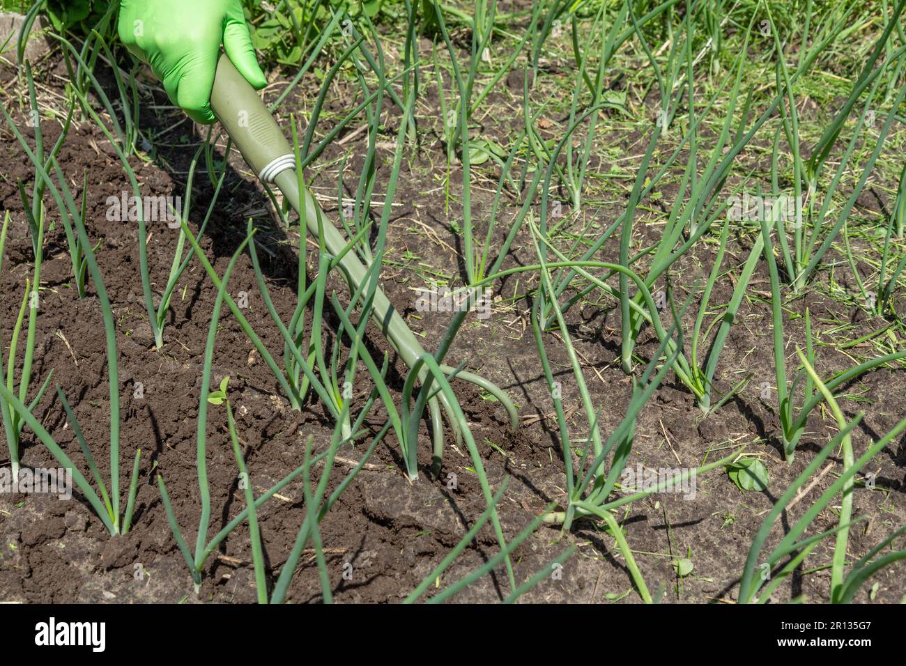 Farmer is loosening soil around the green onions using hand garden rake ...