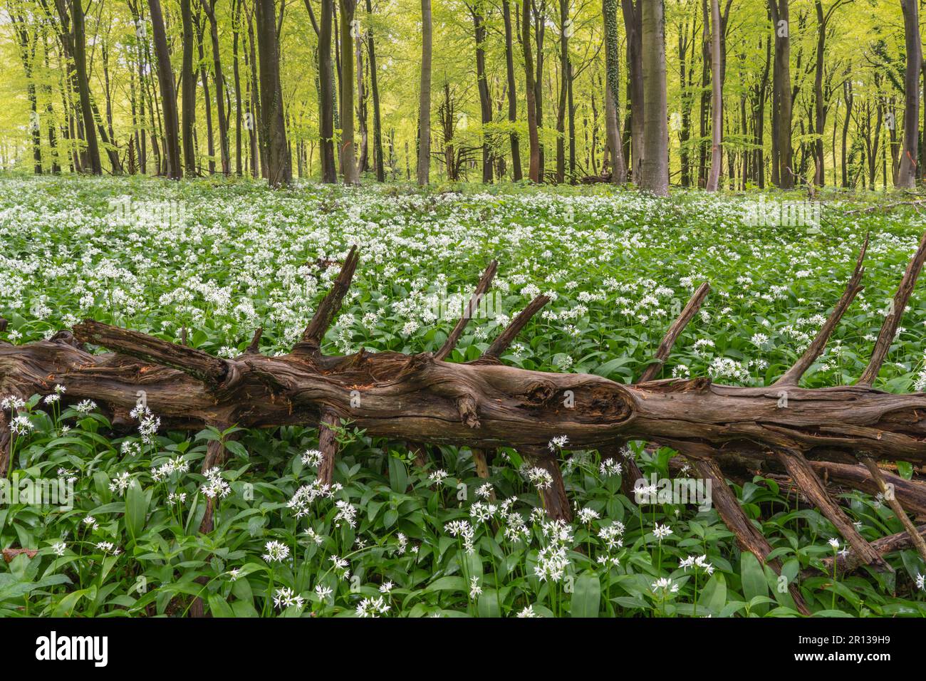 West Sussex Wild Garlic  Woodland Stock Photo