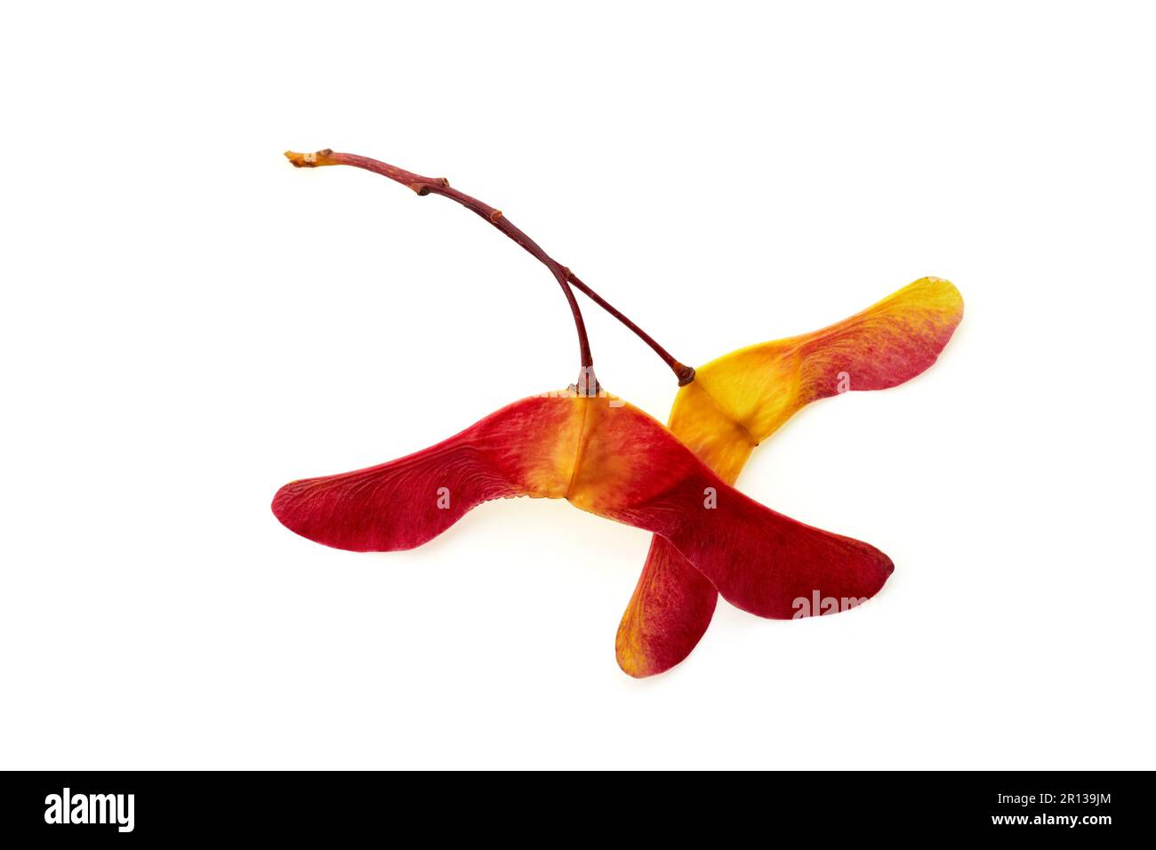 Two red-yellow pods of maple seeds isolated on a white background. Top view with copy space Stock Photo