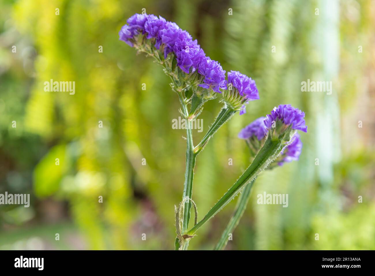Limonium sinuatum, commonly known as wavyleaf sea lavender with blur background Stock Photo