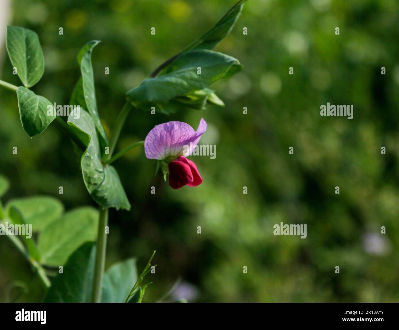 This flower look like a butterfly on the plant but this is the Field Pea plant Stock Photo Alamy