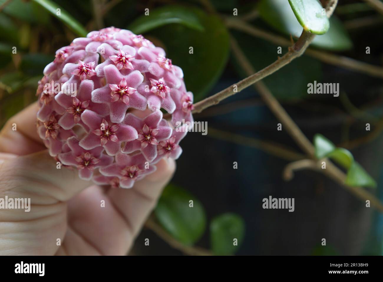 Hoya carnosa flowers. Porcelain flower or wax plant. pink blooming flowers ball Stock Photo