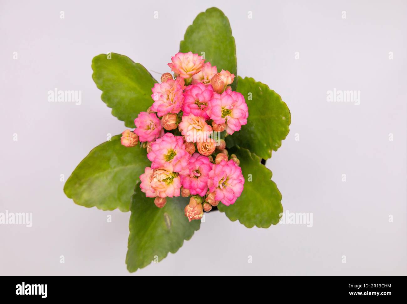 All blooming kalanchoe hi-res stock photography and images - Alamy