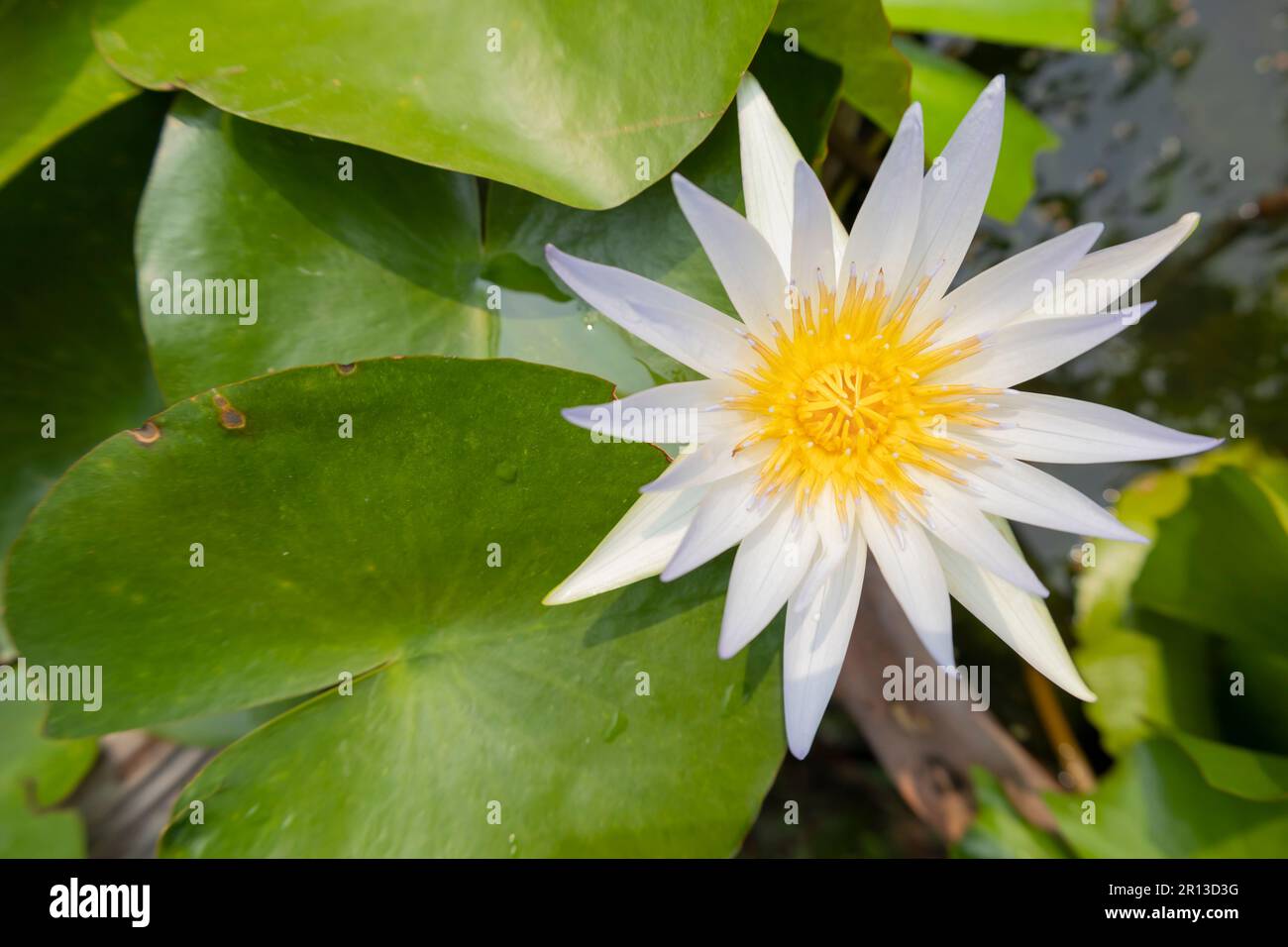 Egyptian lily hi-res stock photography and images - Alamy
