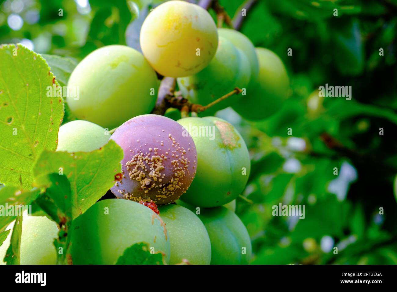 Plum tree disease. clasterosporiasis, coccomycosis, marsoniosis on plum fruits and leaves Stock Photo
