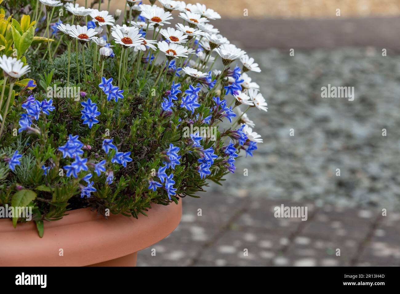 Moroccan Daisy and Lithodora Diffuser 'Star' planted together in a pot. Stock Photo