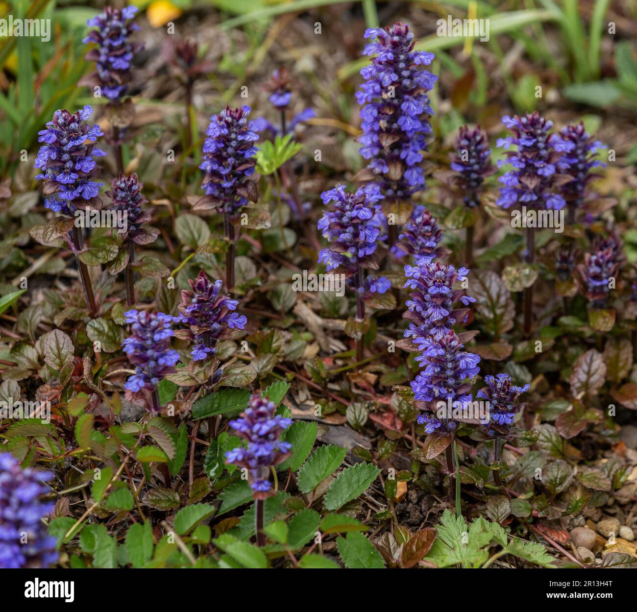 Ajuga Reptans 'Catlin's Giant' flowers. Also known as Bugle or Bugleherb. Stock Photo