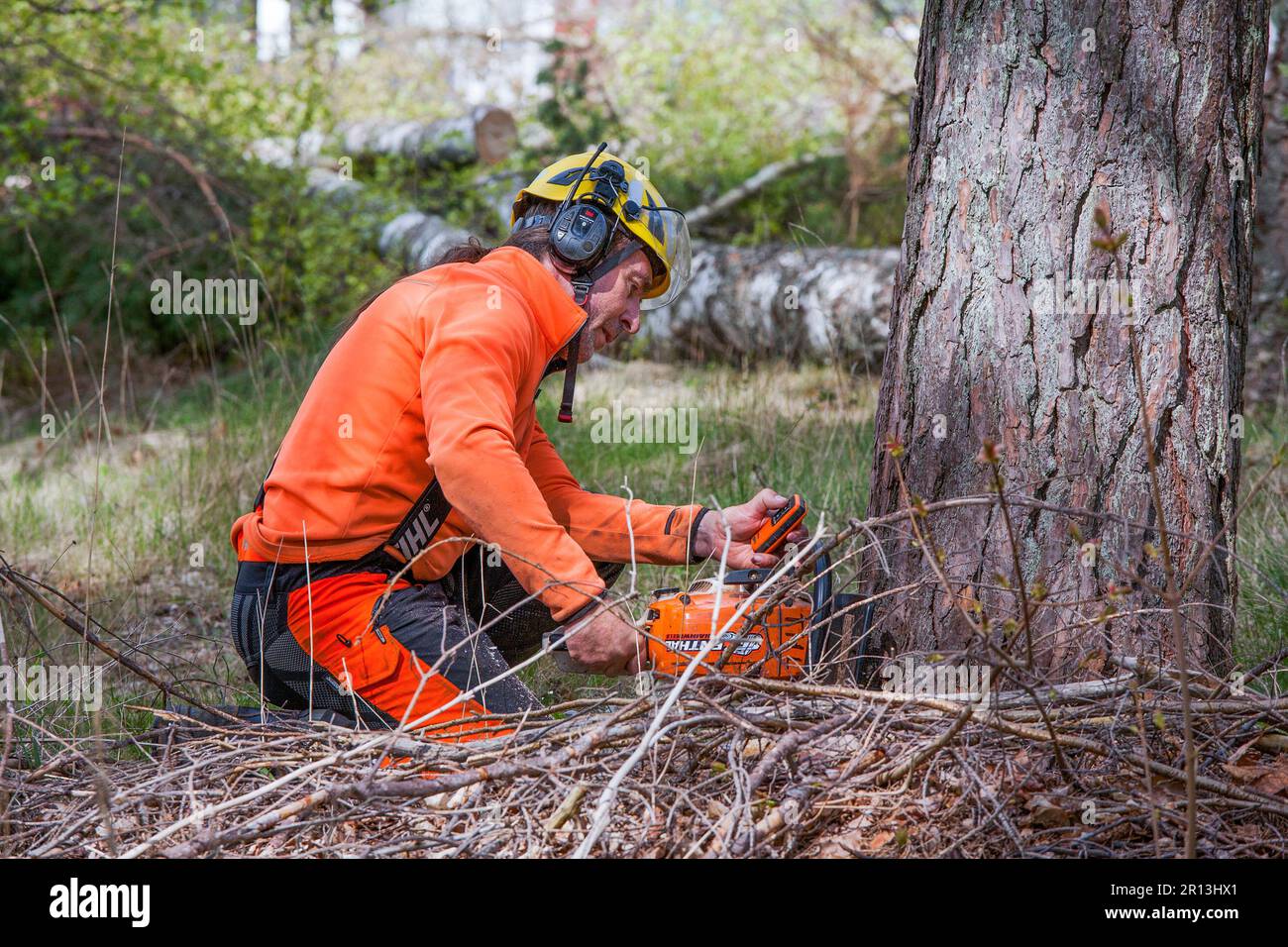 ARBORIST cuts the pine trunk at the ground Stock Photo