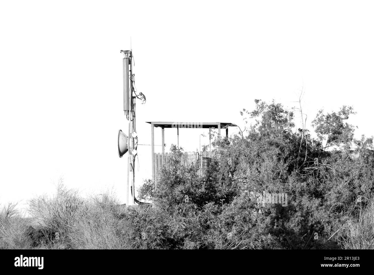Vervet monkeys on a cell phone base station in Augrabies Falls National Park. Monochrome Stock Photo