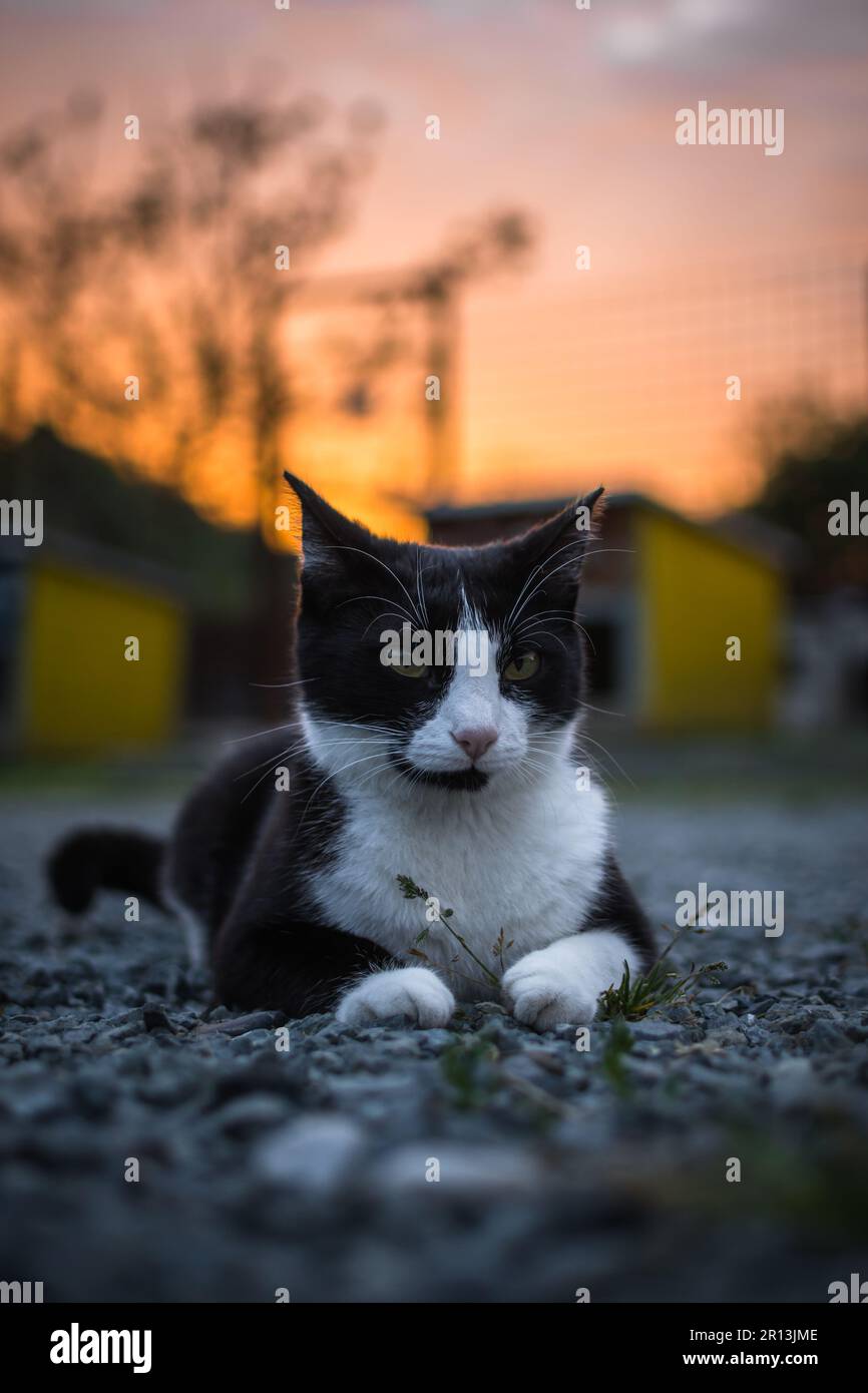 A black and white cat resting on the ground at sunset Stock Photo - Alamy